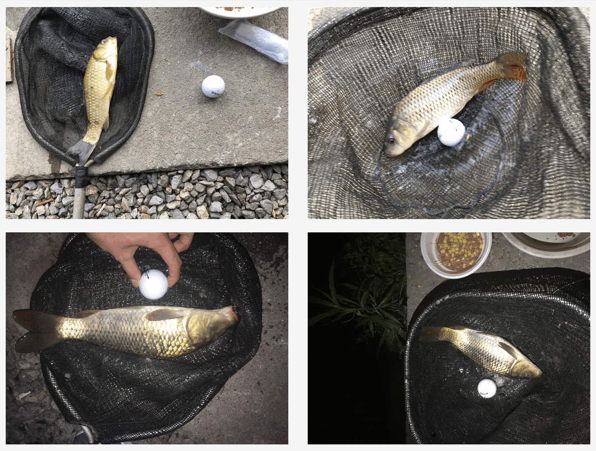 Sample Images